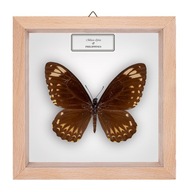 Motyl w gablotce Chilasa clytia