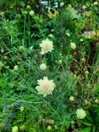 Driakiew driakiewka żółta wdówka roślina z babcinego ogródka kwietne łąki