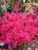 Klon czerwony dissectum 11 letni przewieszony jednostronnie inny