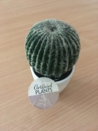 ARTIFICIAL PLANTS / SZTUCZNY KAKTUS / W DONICZCE / NOWY