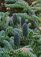 Jodła Silberlocke (Abies koreana 'Siberlocke') C5 40/50 cm