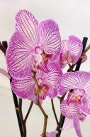 PHALENOPSIS storczyk 1.05