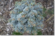 Abies procera 'Pospisil' - !!! !!! !!!