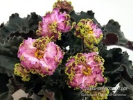 Fiołek afrykański# KZ-Dragotsennost' #Liść