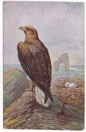 Ptak Ptaki drapieżne orlik krzykliwy gniazdo morze 1926r. sygnowana