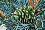 Błękitna Elegancja Sosna koreańska 'Morris Blue' Pinus koraiensis XL c10