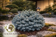 OZDOBNY KARZEŁEK Świerk kłujący, srebrny 'Utica' Picea pungens