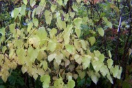 Morwa czarna szczepiona drzewiasta karłowa 12 letnia lecznicza inna