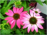 JEŻÓWKA JEŻÓWKI PURPUROWA MIODODAJNA PIĘKNE SADZONKI 100 SZTUK WIELOLETNIE