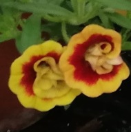 Calibrachoa Orange Tastic SŁONECZNE KWIATY DO SKRZYNEK