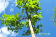 Klon bonsai szczepiony czerwony żółty barwny inny