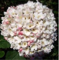 KALINA WONNA DECEMBER DWARF WCZEŚNIE KWITNIE MOCNO PACHNĄCA