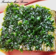 Fissidens sp. Mini Borneo 20 gałązek od fibell