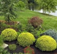 Cytrynowa tuja mirjam kulka miniaturka doniczka 2l JESIENNA PROMOCJA!!