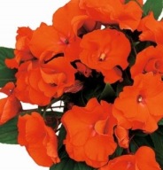 Niecierpek Impatiens Rokoko Antoinette KWIATY pofalowane