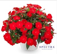 Niecierpek SŁONECZNY JAK SUNPATIENS LTD Spectra Red impatiens interspecific