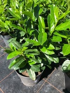 laurowiśnia NOVITA piekna,gęsta,kilku pędowa sadzonka w doniczce TANIA!