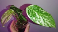 Monstera borsigiana variegata small form