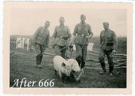 II WOJNA ŚWIATOWA -WEHRMACHT - III RZESZA - KRADZIEŻ ŚWIŃ