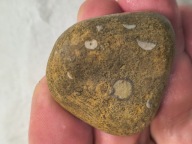 Skamieniałe koralowce algi glony agaty muszlowe