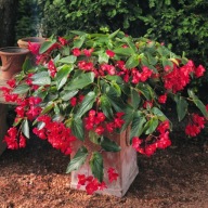 Begonia Dragon Wing Red DUŻA