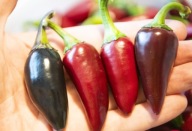 Papryka Hungarian Black ostra i piękna nasiona