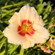 Liliowiec 'Pandora's Box' (Hemerocallis) P13