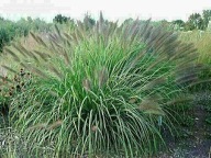 Rozplenica japońska Red Head pennisetum sadzonka 2 l