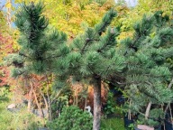 Sosna blu horyzontalna niebieska szczepiona na pniu płaska 14 letnia inna