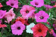 Supertunia Vista i Mini Vista petunia sadzonki x 22 sztuki od supertunia.pl