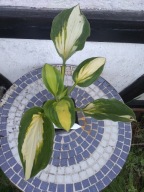 Hosta „Color Festival” - funkia