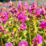 Bodziszek korzeniasty Różowy Trzyletni W DONICZCE P13 Geranium macrorrhizum