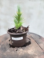 sosna roxberga Pinus Roxburghii