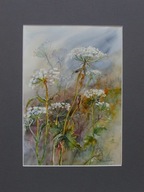 Akwarela pt. Biedrzeniec