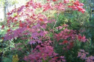 Klon palmowy atropurpureum czerwony pagodowy okaz 20 letni inny