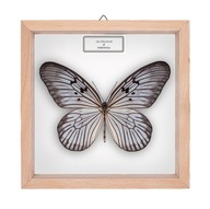 Motyl w gablotce Idea blanchardii