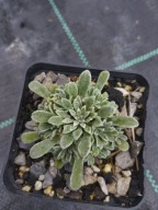 Skalnica - Saxifraga ''Hi Ho Silver''