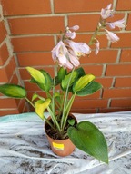 Hosta „Paradise Joyce” - funkia