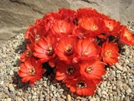 Kaktus ,Rebutia, Mediolobivia pygmaea v. iscayachensis WR 335b
