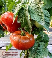 Pomidor CHOCOLATE CHAMPION - dwarf karłowy 10 nasion kolekcjoners DONICE