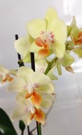 PHALENOPSIS storczyk multiflora 13,5