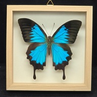 Motyl w gablotce Papilio Ulysses 7