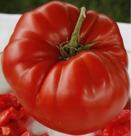 Pomidor Aussie najsmaczniejszy plenny gigant nasiona ***