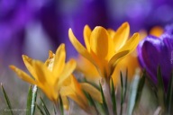 KROKUS KROKUSY WIELKOKWIATOWY ŻÓŁTY SADZONKA W POJEMNIKU 10 CM NA BALKONY