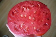 Pomidor Syberyjski gigant - ogromne owoce - plenny - nasiona ***