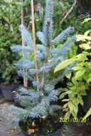 Świerk Olaf glauka wąski niebieski na taras inny