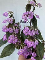 Achimenes Camile Brozzonii - kłącze