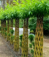 Wierzba pleciona sadzonka wiklina 220 cm PREMIUM