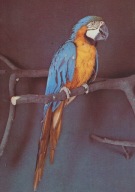 KRAKÓW - ARARAUNA - PAPUGA - PTAK - ZOO - OGRÓD ZOOLOGICZNY