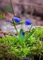 Hiacynt Kalifornijski sadzonka w doniczce p8 MIODODAJNY PACHNĄCY ODPORNY